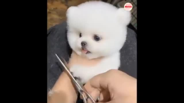 funny furry puppy
