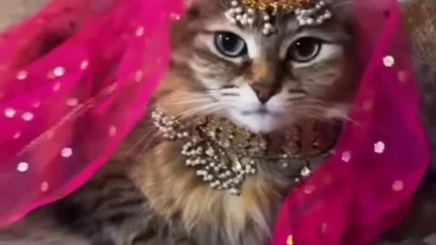Funny new video2024 🤣|| Golu ki shaadi #shorts part 140