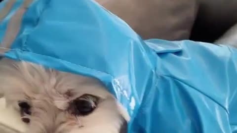 Cute funny dog 🤣🤣