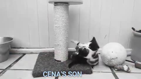 f your cat is John Cena