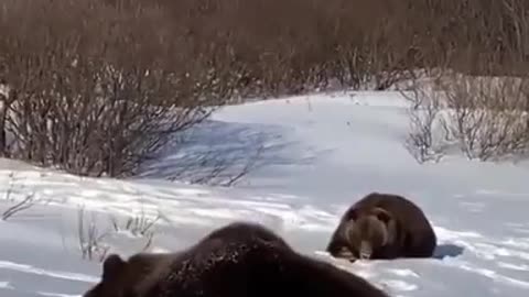 The bear goes into hibernation