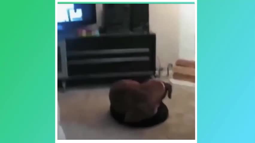 🤣Funny Dog Videos 🤣 -🦴 Try not to laugh 🤣🐶🦴