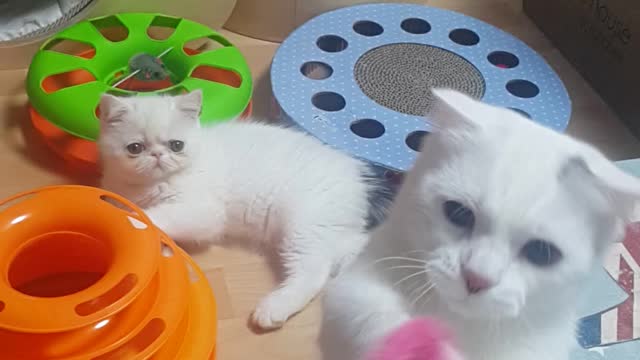 Healing time with the kittens.