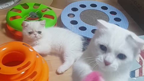 Healing time with the kittens.