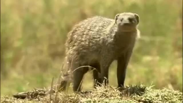 An Eagle Swoops on a Pack of Banded Mongooses | Be An Animal | BBC Earth