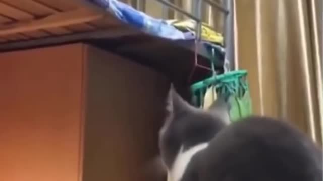 Funny cats video - cat doing parkour😂