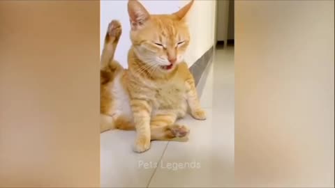 Funniest Animals 2023 😂 New Funny Cats and Dogs Videos 😻🐶 Part 1