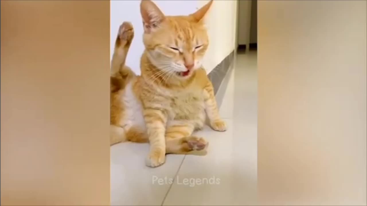 Funniest Animals 2023 😂 New Funny Cats and Dogs Videos 😻🐶 Part 1