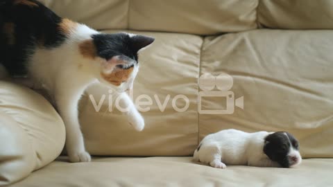 Cat plays with a newborn puppy