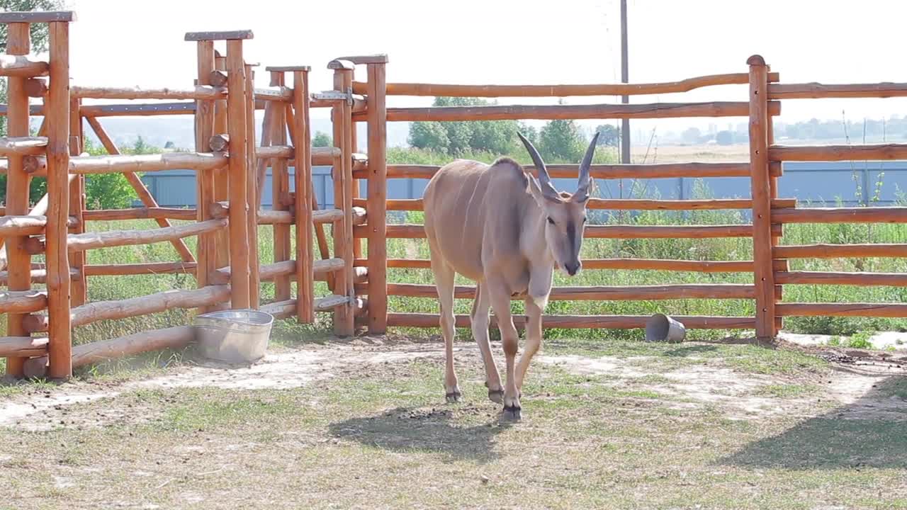 Antelope in a zoo. Antelope in a wooden aviary