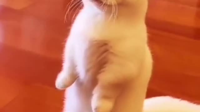 Cute cat most funny video....