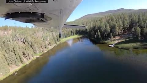 Flying fish_ video shows Utah wildlife agency restocking lake by plane