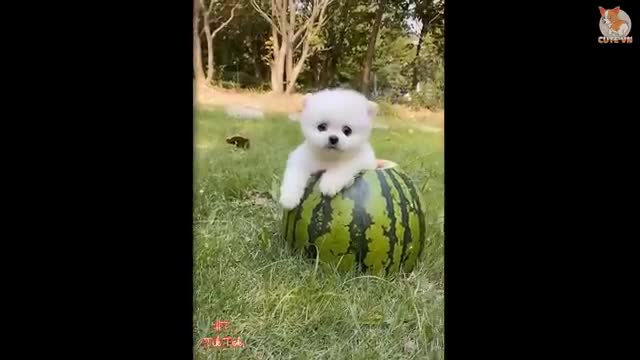 Most Famous pomeranian TikTok Compilation 2021.😍😍