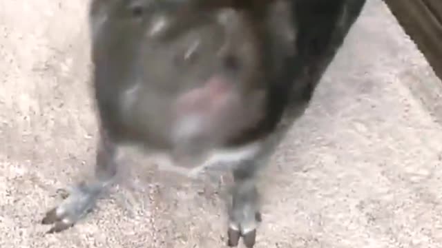 Piggy Does Trick for Marshmallow Peep Treat