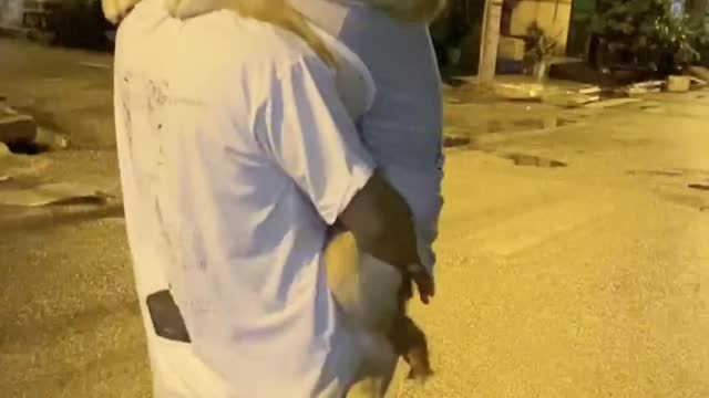 Dog is Happy to Be Carried Down the Street