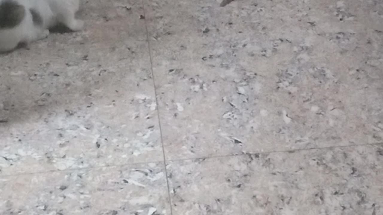 Kitten playing my home