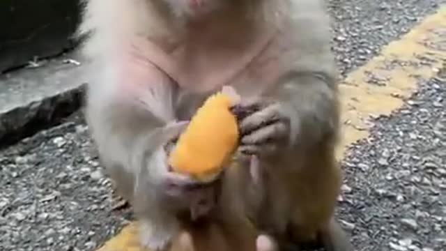 🐒 Cute Baby Monkey🐵