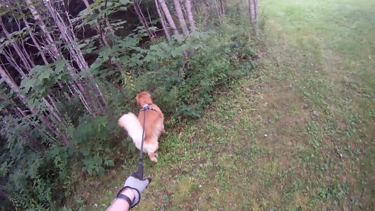 August 18th, 61º Flynn and I take North driveway this morning