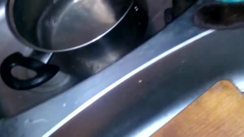 cat stirred a pot