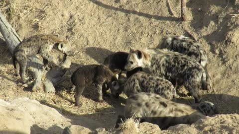 Hyena Pups