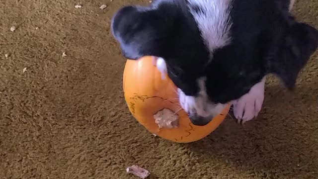 SERVICE DOG ATTACKS SCHIFF PUMPKIN HEAD🎃