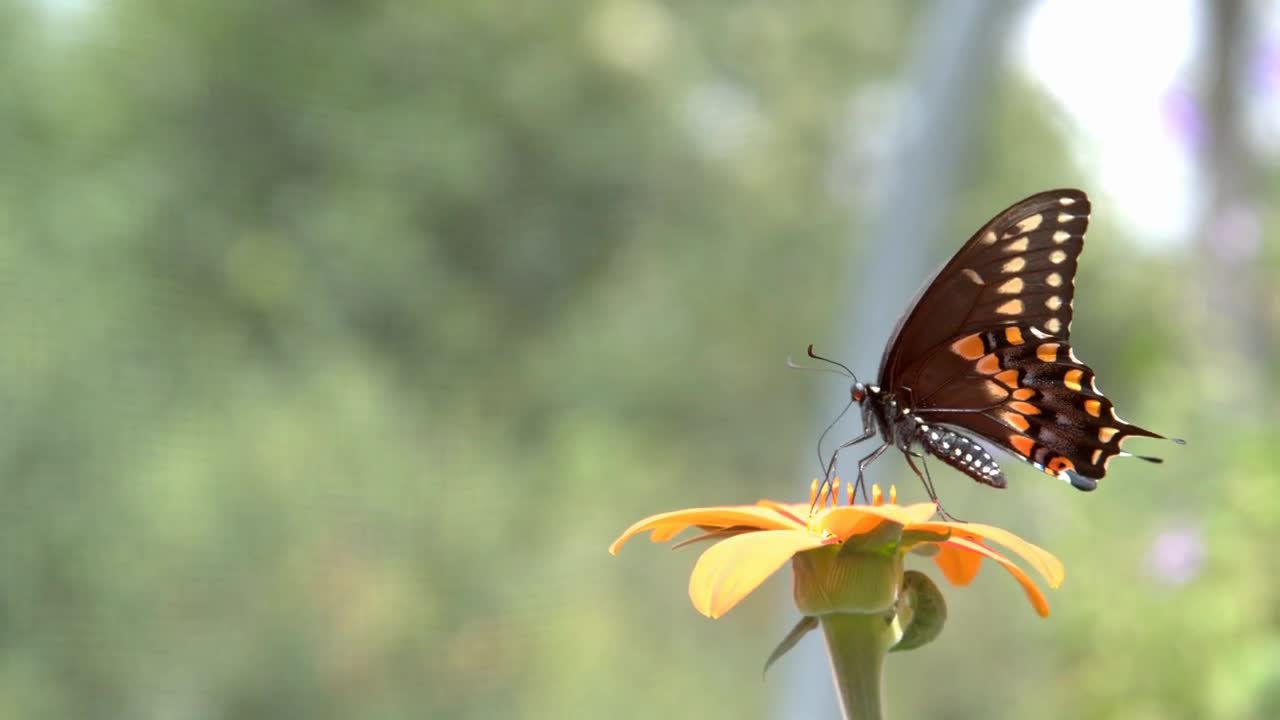 Beautiful butterfly eating from orange flower slow motion