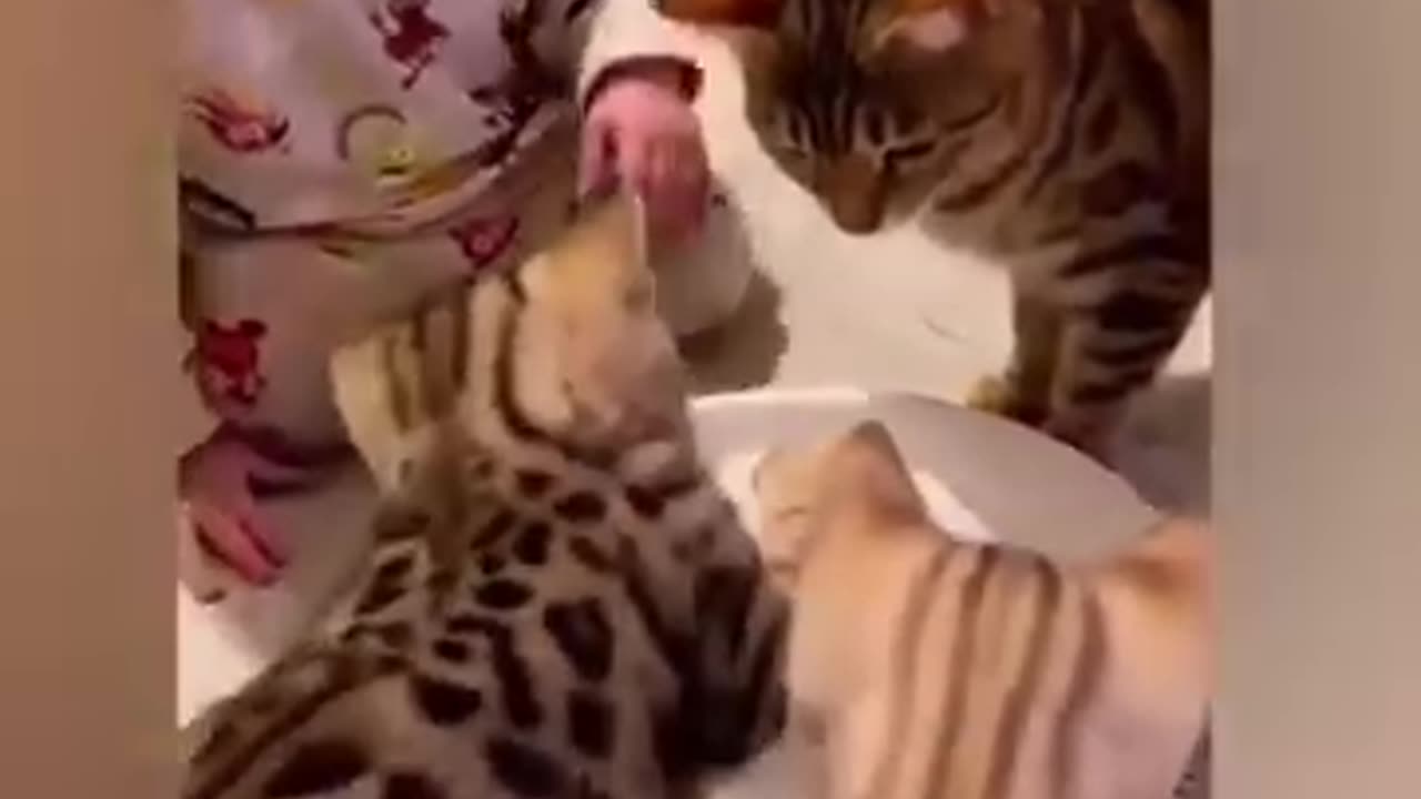 Fun with cats 2023