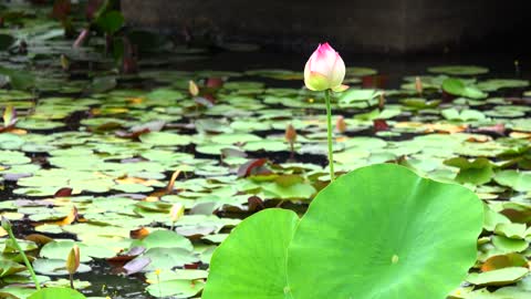 Pretty lotus