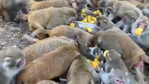 Give Mango to Eating All Monkeys Video 🥭🐒