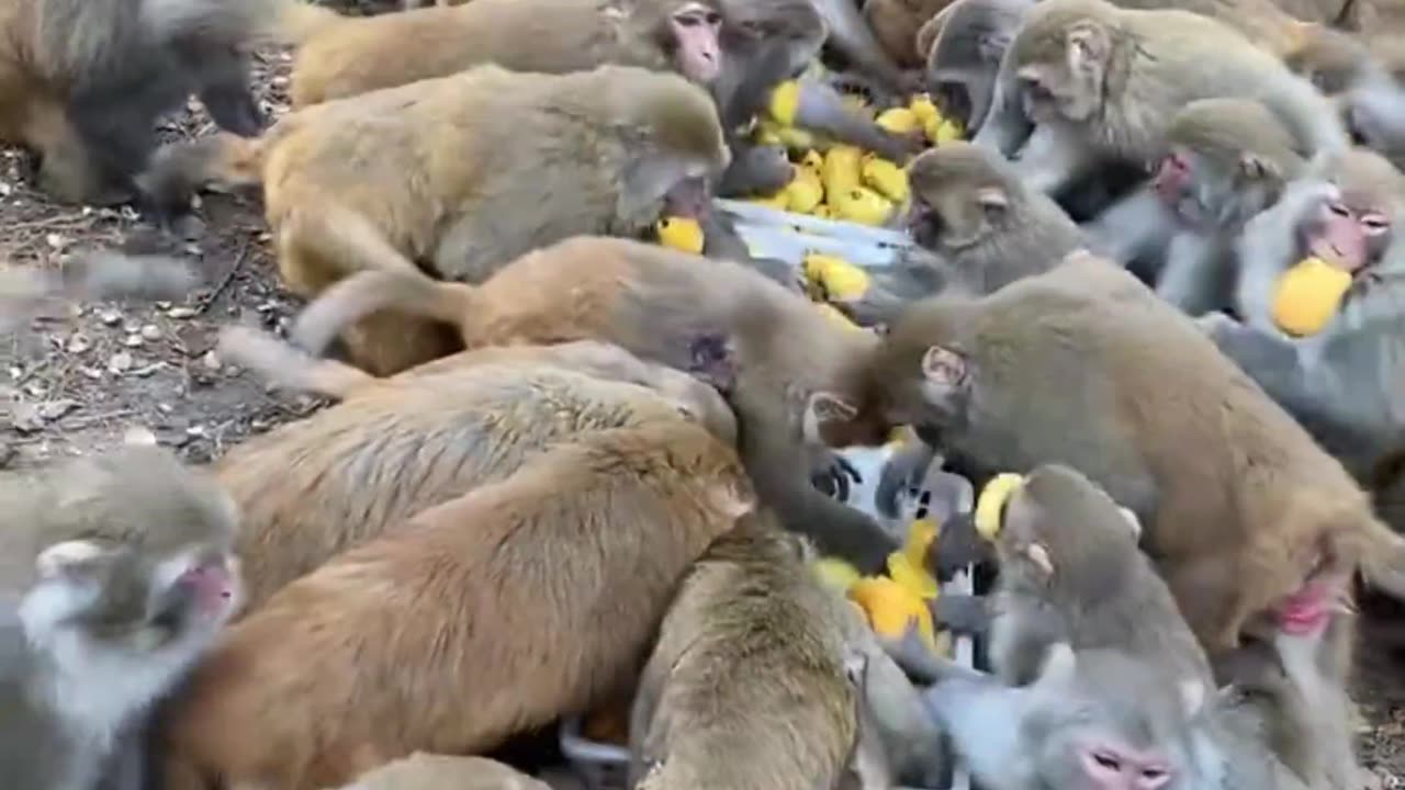 Give Mango to Eating All Monkeys Video 🥭🐒