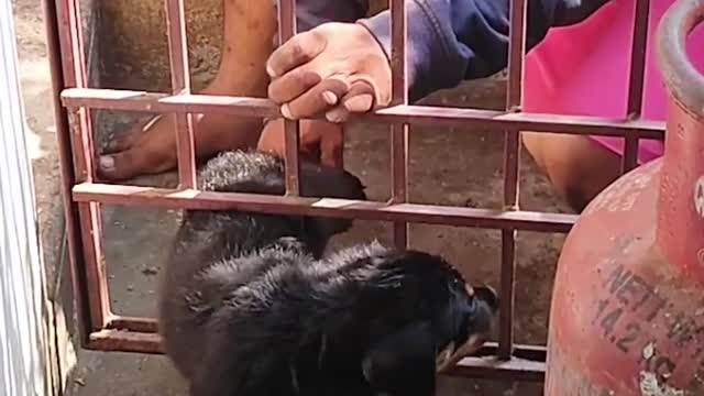 Guy Helps Mischievous Puppy Caught In A Metal Gate