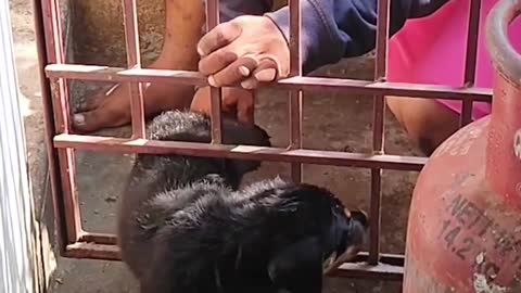 Guy Helps Mischievous Puppy Caught In A Metal Gate