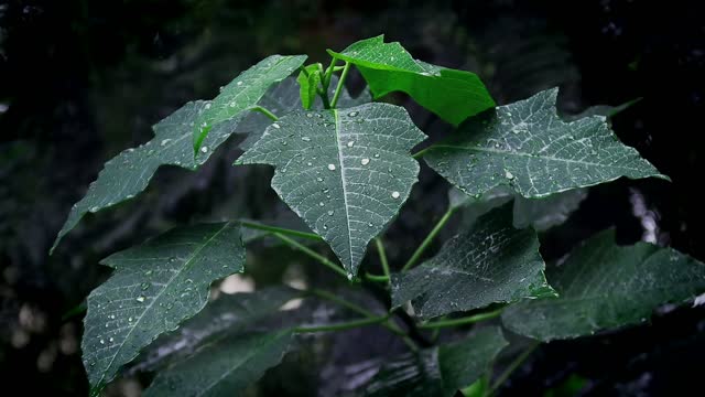 drizzle raindrops on plant leaves