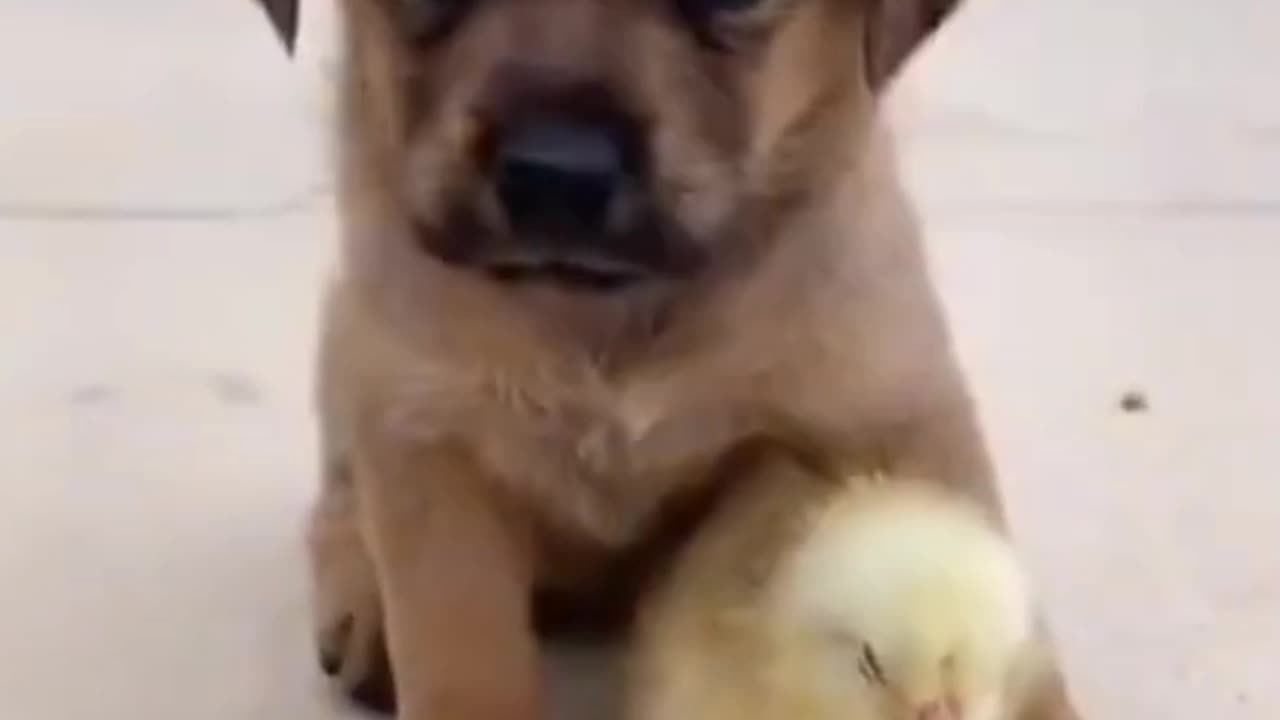 Cute pup and baby bird