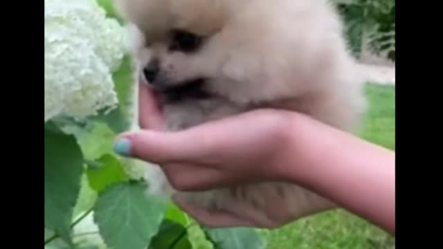 Cute dog baby video