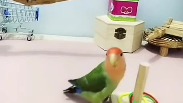 So Smart Parrot #shorts