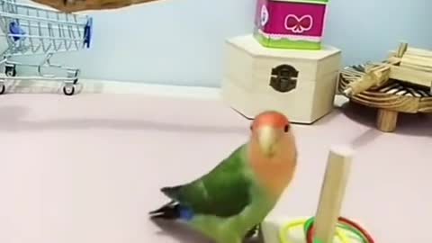 So Smart Parrot #shorts