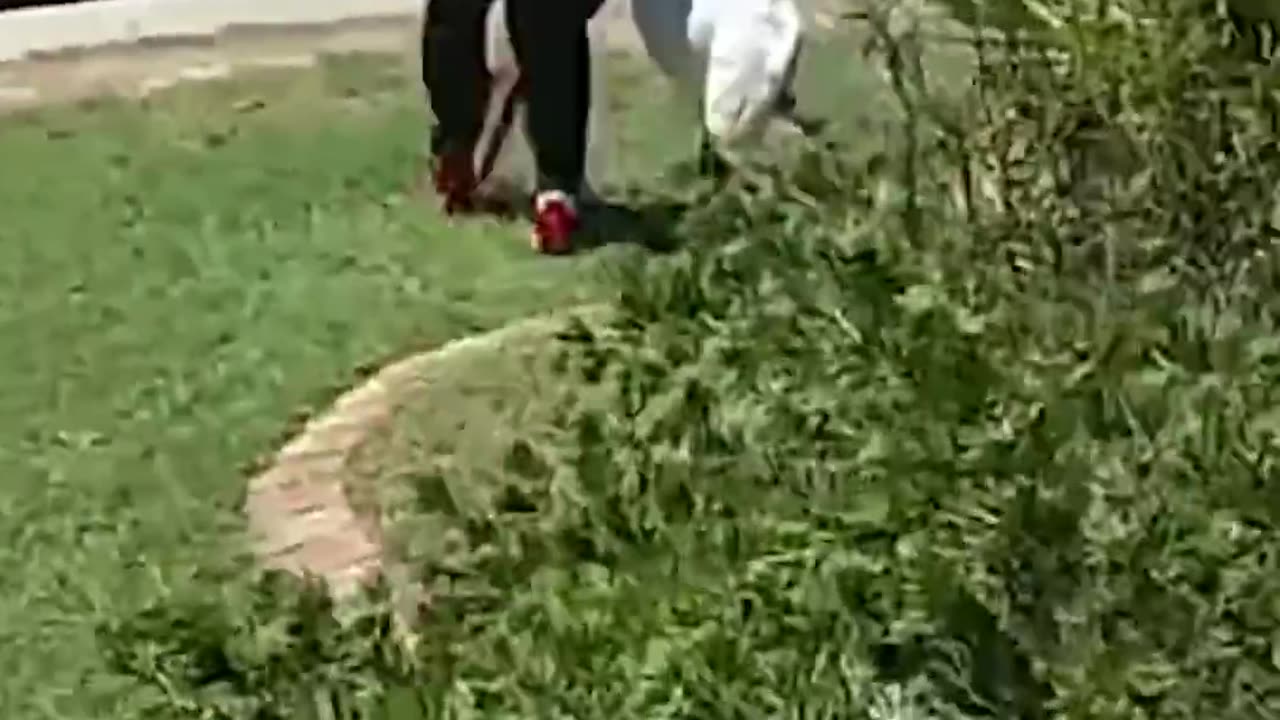 Glendale Cops Chasing Loose Goats
