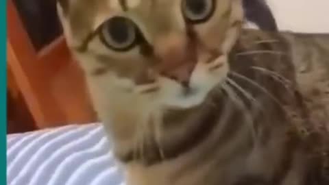 Cats and dogs fighting very funny😂|| Try not to laugh