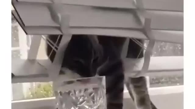 Hilarious cats reaction 🐈🐈