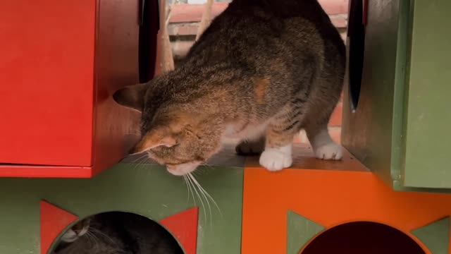 cats