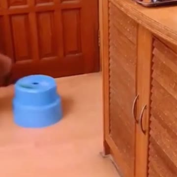 Hilariously Cute Kittens & Pups 2021- 12