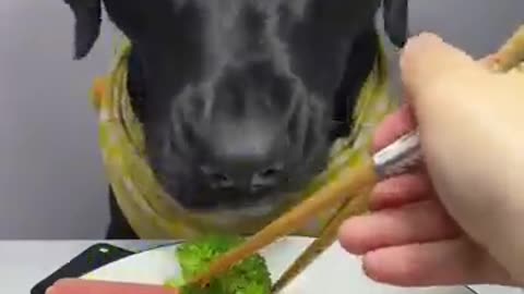 Eating food pets