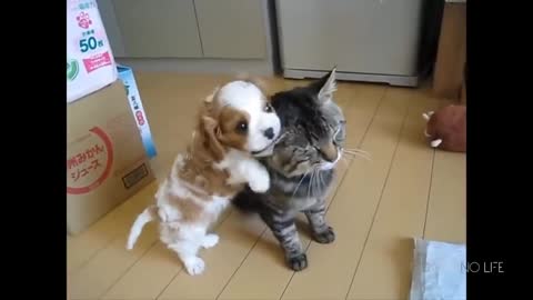 Puppy and cat play together