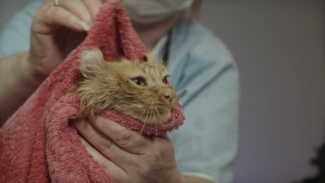 baby cat taking a bath