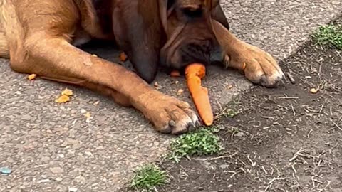 This Dog Loves Her Carrots