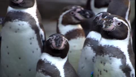 #Penguins# Penguins video# Animal video#
