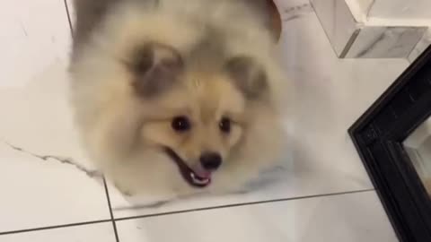 Mignon chien 🐶 le chien de vos rêves