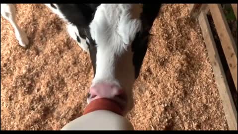 How to Store Livestock Milk Replacer