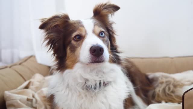 Cute dog and also special